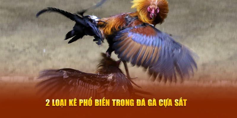 2 loại kê phổ biến trong đá gà cựa sắt