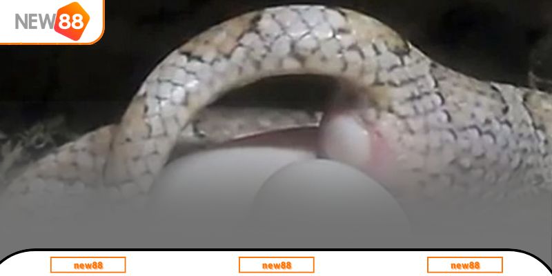 Luận giải chiêm bao thấy rắn đẻ trứng